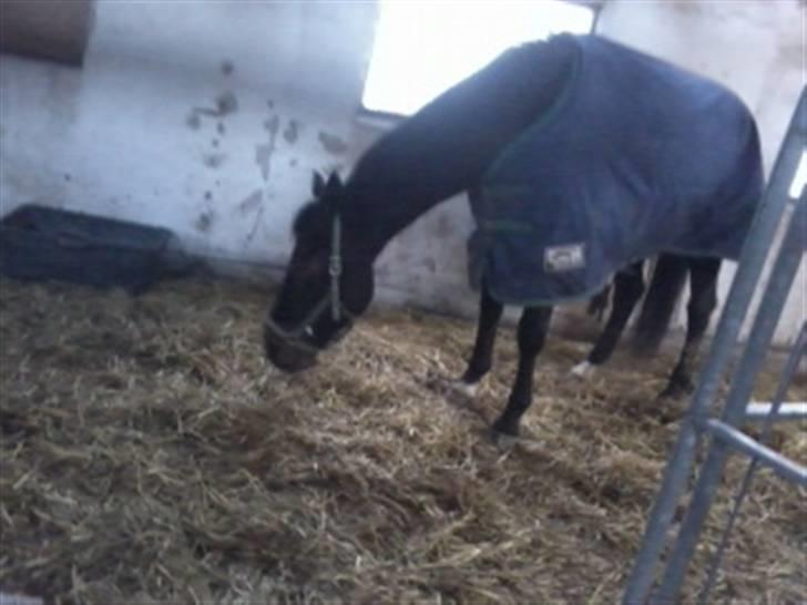 Traver Magic hall(Himmel Hesten) billede 4