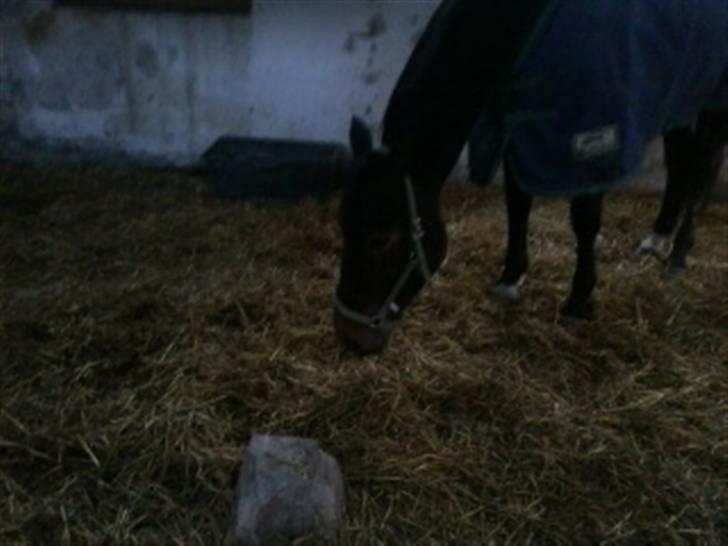 Traver Magic hall(Himmel Hesten) billede 5