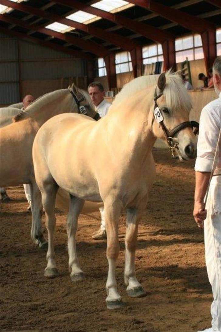 Fjordhest Mosegårdens Delfia billede 14