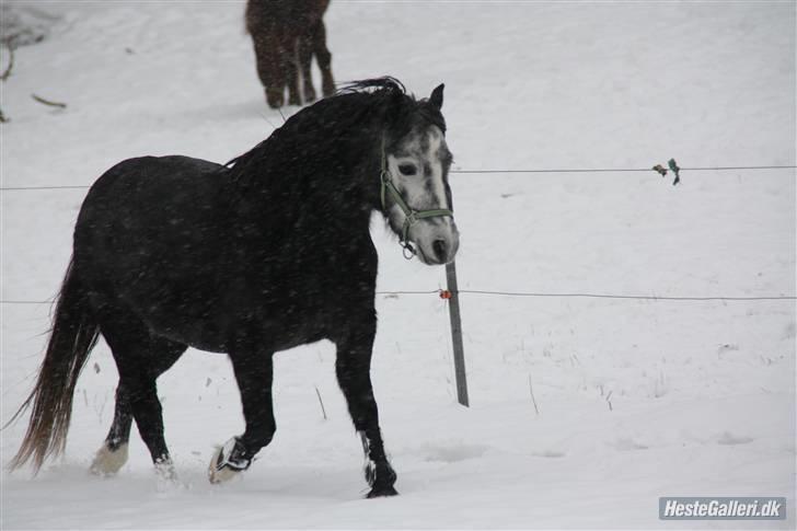 Welsh Mountain (sec A) Stampebakkens Nosey  - Kort trav billede 8