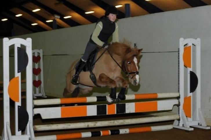 Anden særlig race Lucky Boy <3 - Højdespringning på Tronsøskolen - kom op på 83 cm :) billede 18