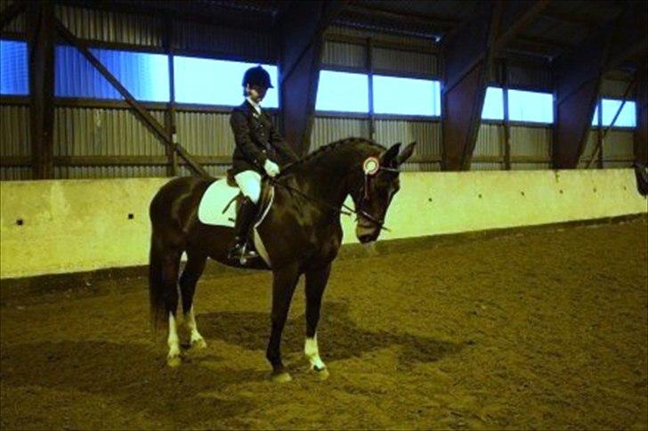 Dansk Varmblod Rinkenæs lucky joy- SOLGT - vandt LC3 og LB1 ;) billede 14