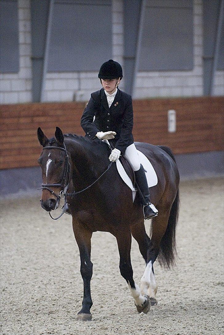 Dansk Varmblod Rinkenæs lucky joy- SOLGT - LA2 Distriktstævne i Gråsten ;D  Foto: Jes ( www.hesteportræt.dk ) billede 15