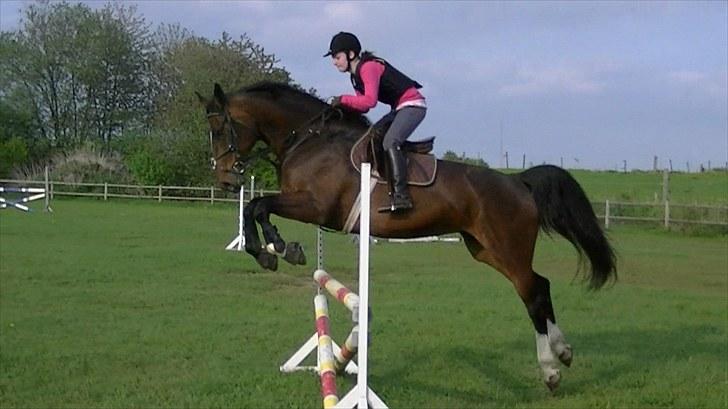 Dansk Varmblod Rinkenæs lucky joy- SOLGT billede 16