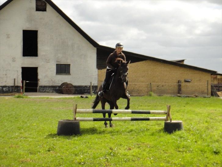 Anden særlig race Beauty - hygge springning på folden (: billede 17