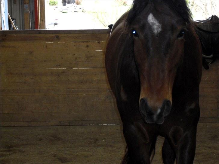 Anden særlig race Ferdinan billede 2