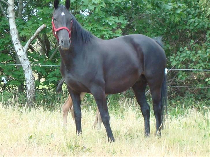 Oldenborg Cassiopeia (Tut) billede 6