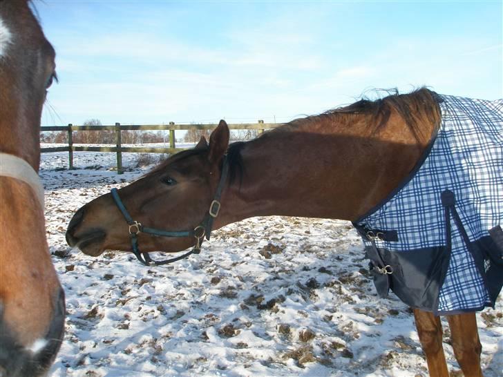 Welsh Partbred (Sec F) Flying Figo - Figo vil så gerne lege med hans nye ven :) Taget d. 11-01-2010 billede 12