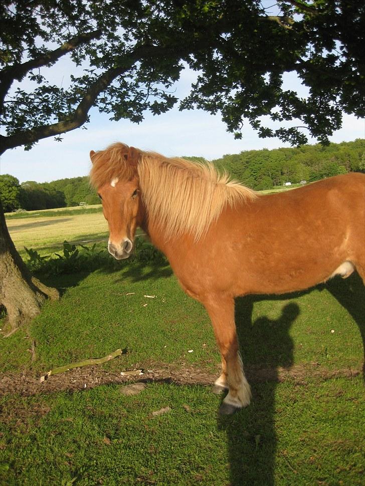 Islænder kjarval tingtvedgård billede 1