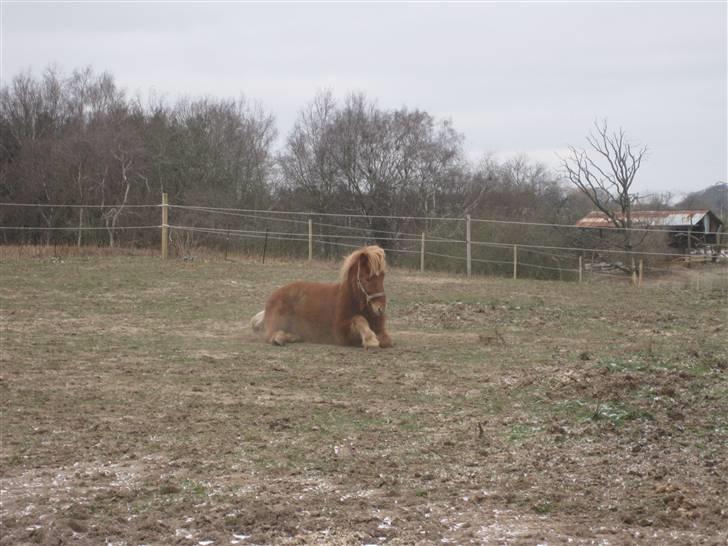 Islænder kjarval tingtvedgård billede 2