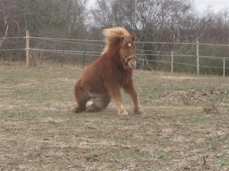 Islænder kjarval tingtvedgård billede 3
