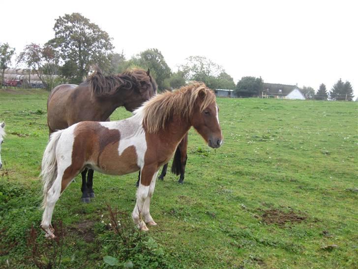 Anden særlig race tumle billede 1