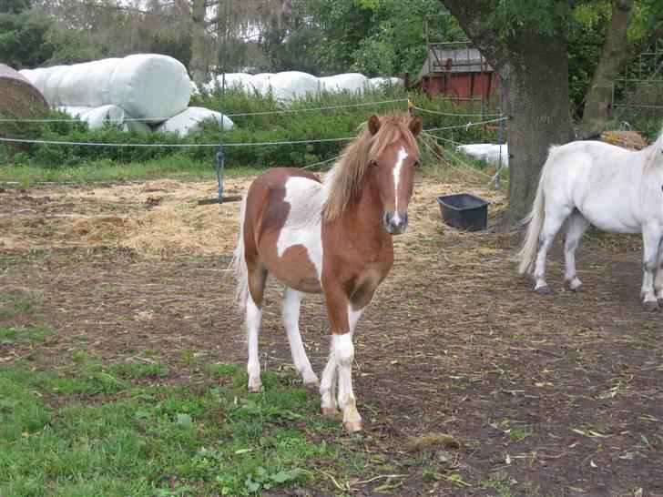 Anden særlig race tumle billede 2