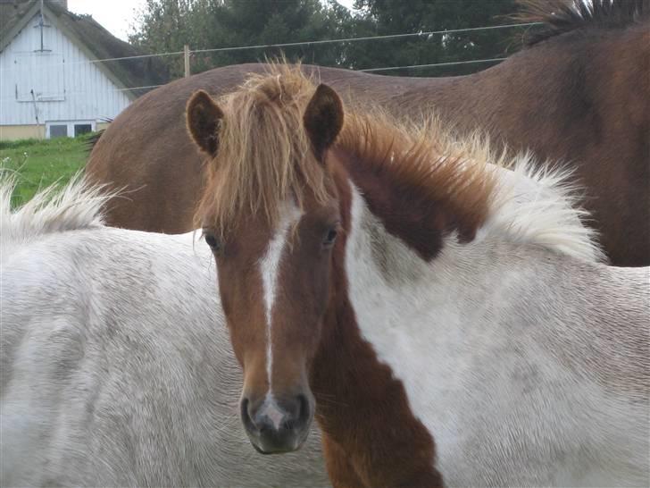 Anden særlig race tumle billede 3