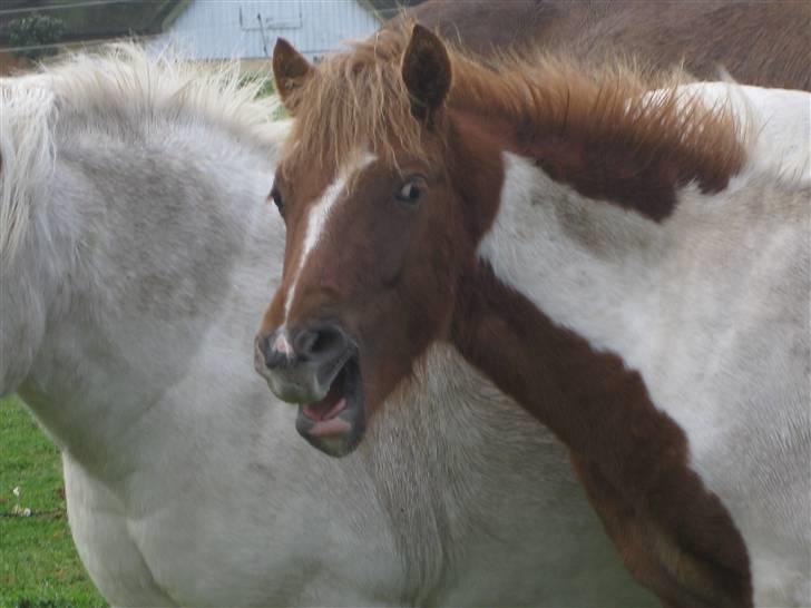 Anden særlig race tumle billede 4