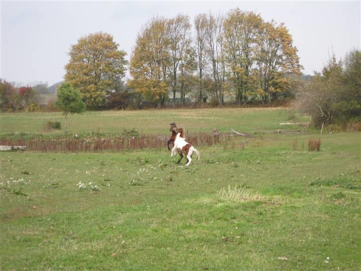 Anden særlig race tumle billede 5