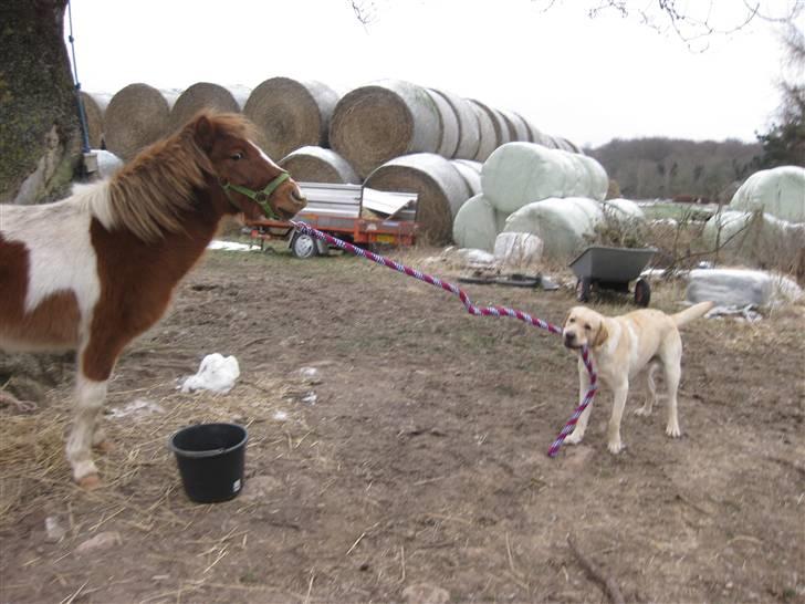 Anden særlig race tumle billede 7