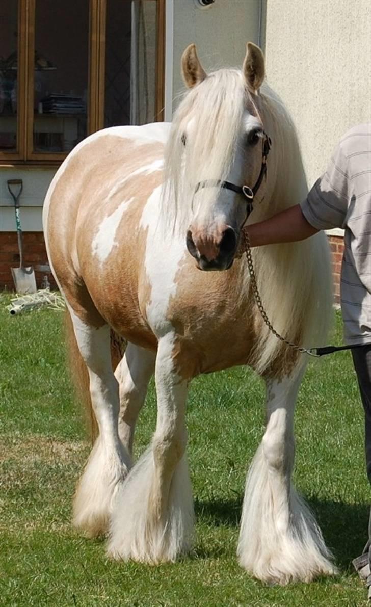 Irish Cob Splashy Liva Vine. billede 6