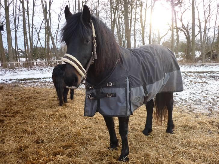 Frieser .- My Fear Lady -. - haha hun har sne på mullen billede 13