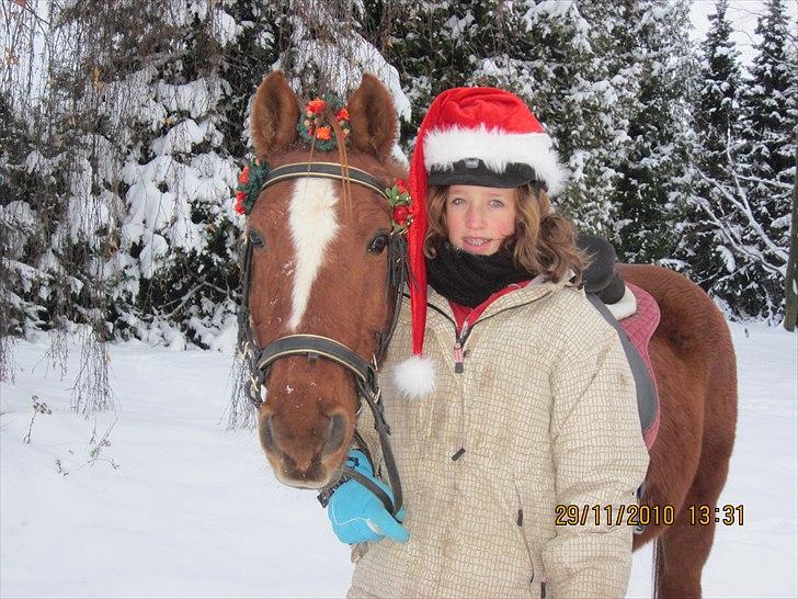 Anden særlig race /Araber Kasmir DØD billede 2