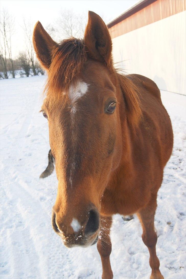 Anden særlig race Rose   - Rose hygger på folden:D  billede 20