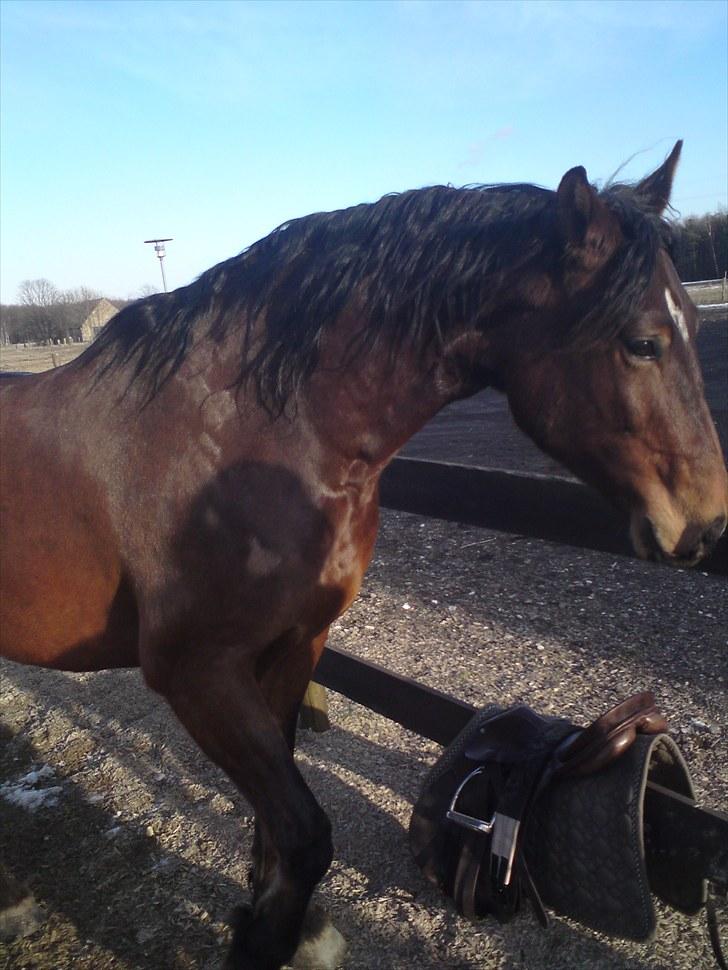 Anden særlig race Ferdinan billede 4