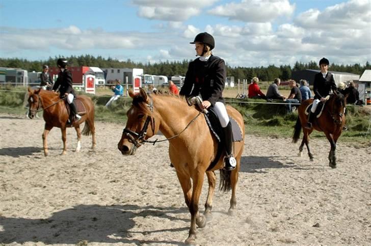 Anden særlig race Jolly - jolly og kamille skridter efter runden som gik rigtig godt (; billede 19