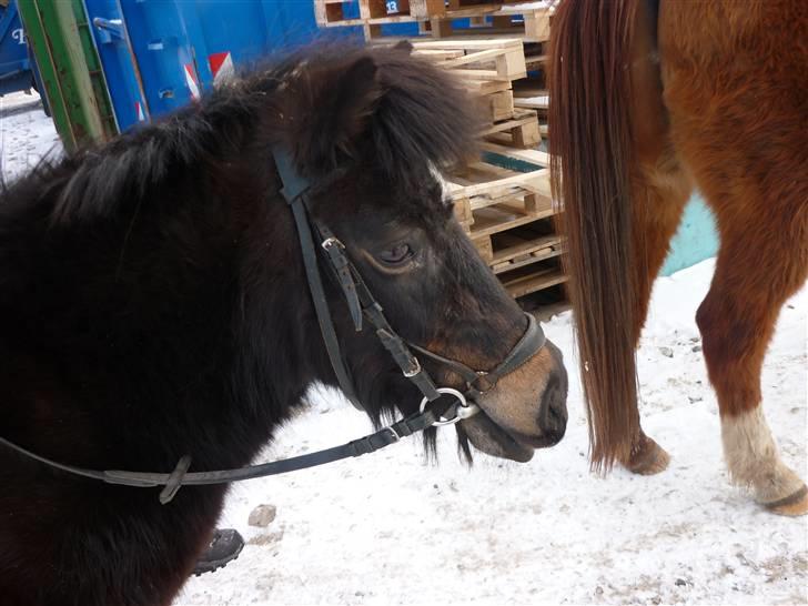 Shetlænder axel *SOLGT*:'( - 6 billede 4