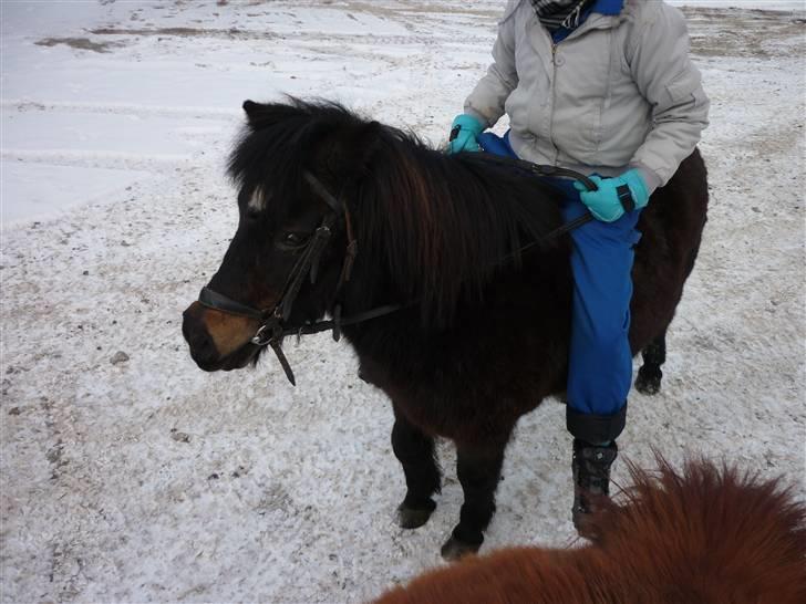 Shetlænder axel *SOLGT*:'( - 7 billede 5