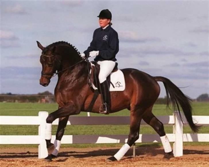 Trakehner Rythuna - Rytunas far Hertug billede 18