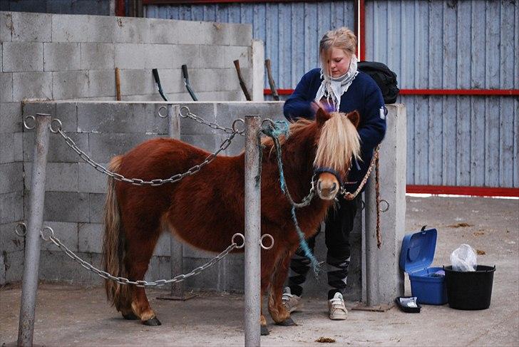 Shetlænder † Pjuske aka. Rufus af Rønhøj † - 19. december, 2010 - På striglepladsen på rideskolen, Granlygård. :D Havde ekstra holdt os nede i modsatte ende, så der ikke var for meget forvirring på første bytur, men han tog jo alt cool, så det kunne være ligemeget hvor vi stod. :p billede 20