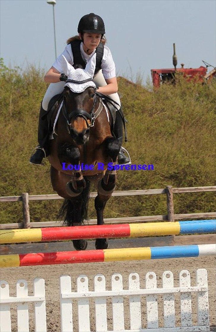 Hollandsk Sportspony Roxy (R.I.P) billede 1