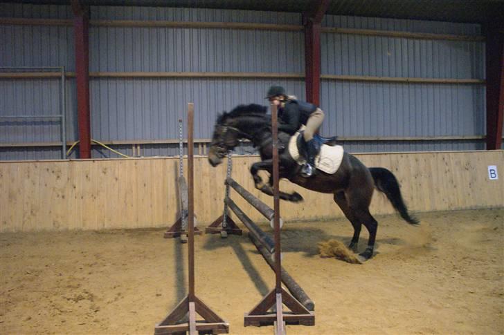 Hollandsk Sportspony Roxy (R.I.P) billede 2