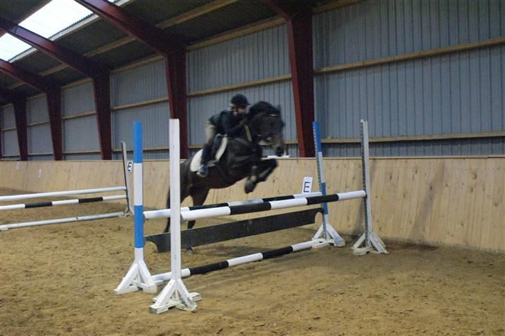 Hollandsk Sportspony Roxy (R.I.P) billede 3