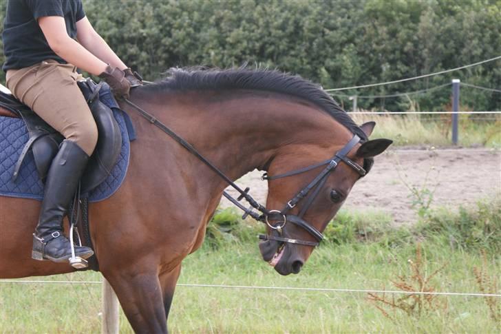 Hollandsk Sportspony Roxy (R.I.P) billede 4