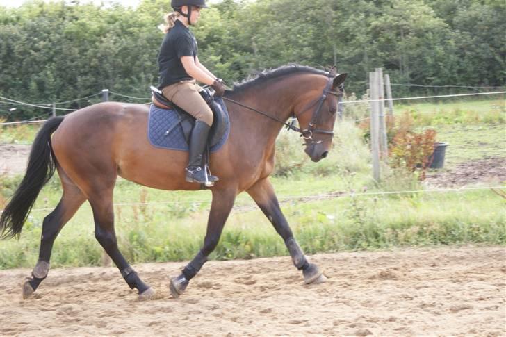 Hollandsk Sportspony Roxy (R.I.P) billede 5