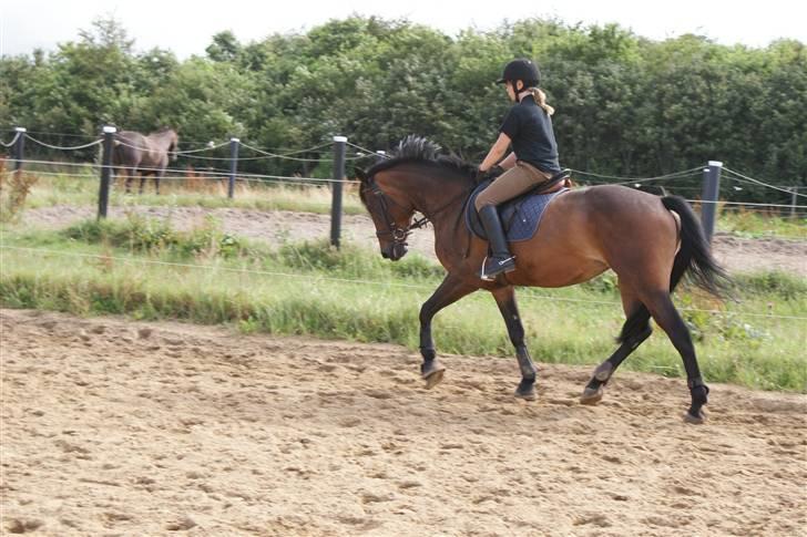 Hollandsk Sportspony Roxy (R.I.P) billede 6