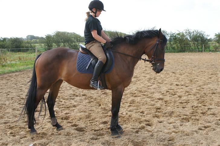 Hollandsk Sportspony Roxy (R.I.P) billede 7