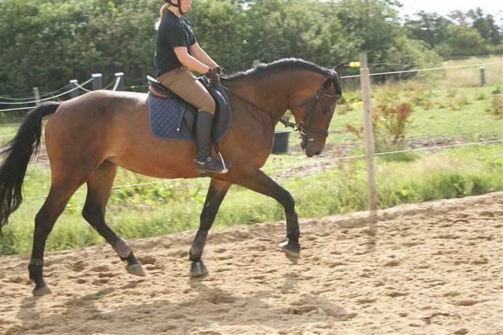 Hollandsk Sportspony Roxy (R.I.P) billede 8