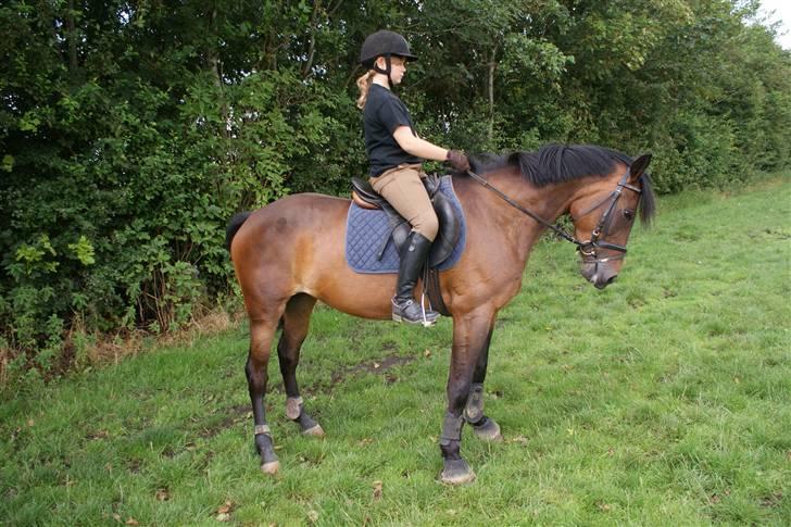 Hollandsk Sportspony Roxy (R.I.P) billede 9