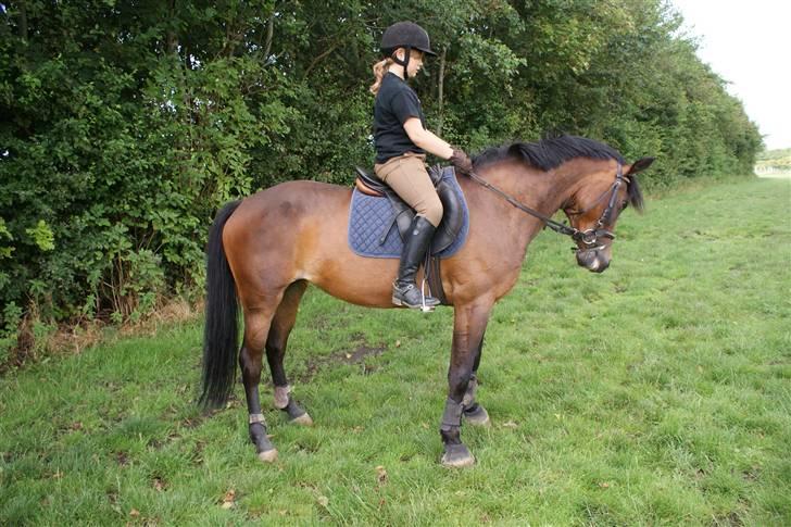 Hollandsk Sportspony Roxy (R.I.P) billede 10