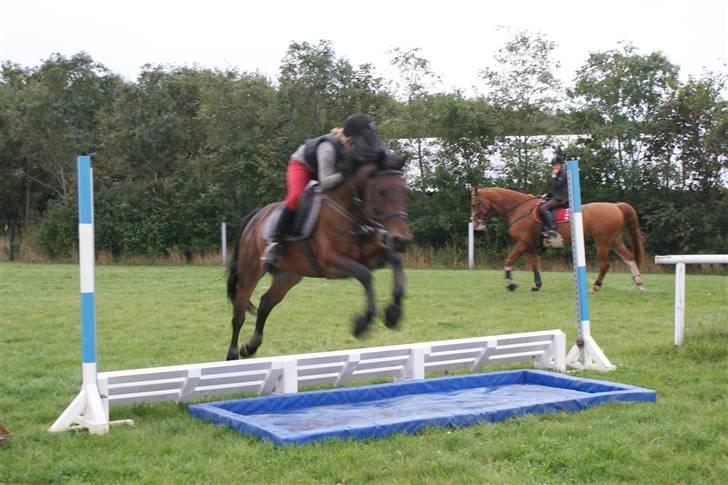 Hollandsk Sportspony Roxy (R.I.P) billede 11