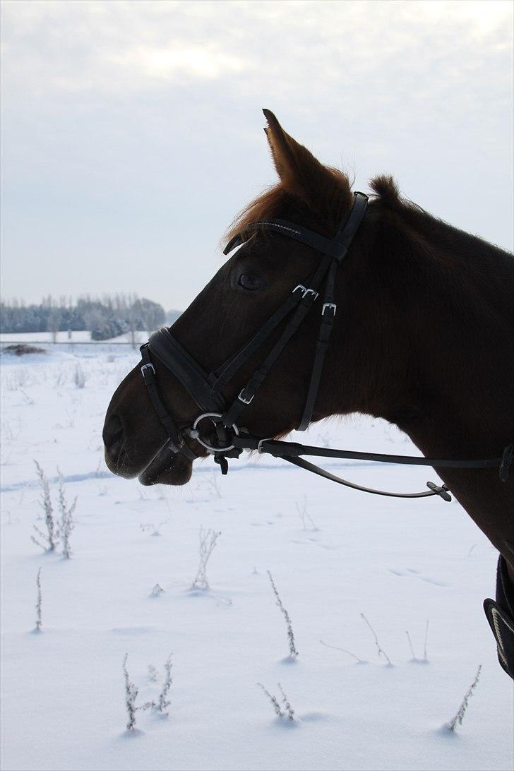 Welsh Cob (sec D) Gaiety<3Min drømmepony!<3 - 19) ich liebe dich ! :-*<3 2011 billede 18