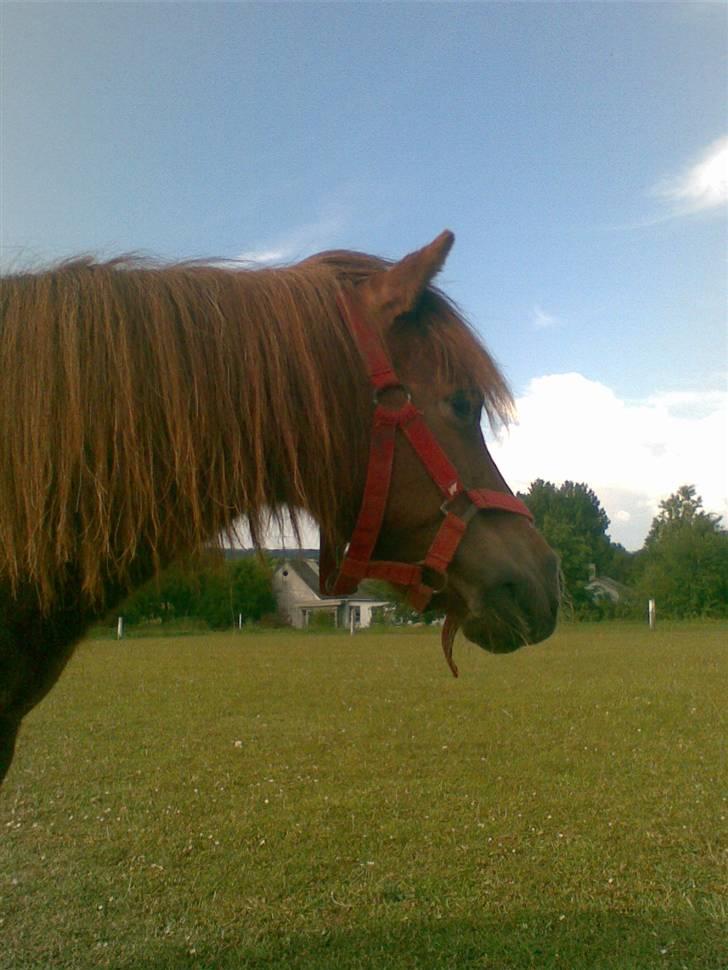 Shetlænder Bella - Balla<3<3 Foto: Mig billede 15