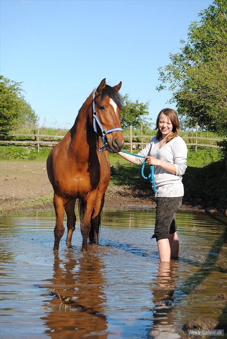 Welsh Cob (sec D) Rambo. - Fuck det er et mide som vil sidde i mig for altid,  Du får mig altid til at grine skat Foto; Cille M ;D billede 10