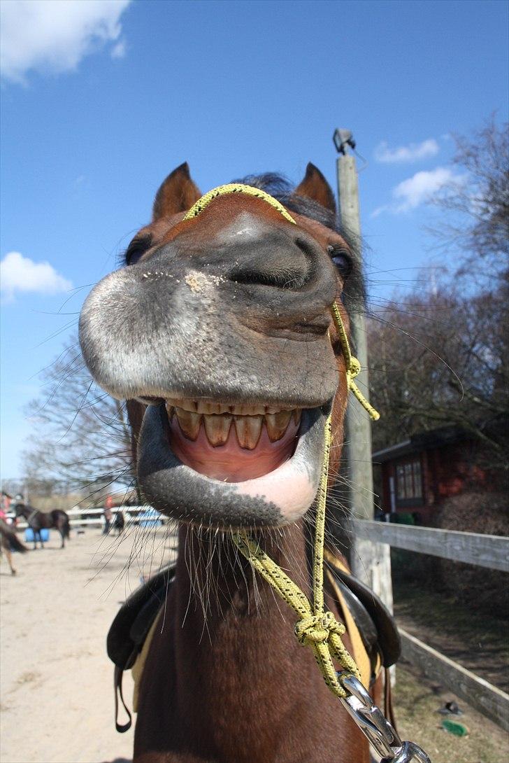 Welsh Cob (sec D) Rambo. - du den sol som lyser på min vej. Lykken på min vej. Alt i alt tænk på mig. Thi, jeg glemmer aldrig dig! Rambo du er ubeskrivelig! Foto: Mig  (SB) , Lige hurtigt random taget! ;D billede 11