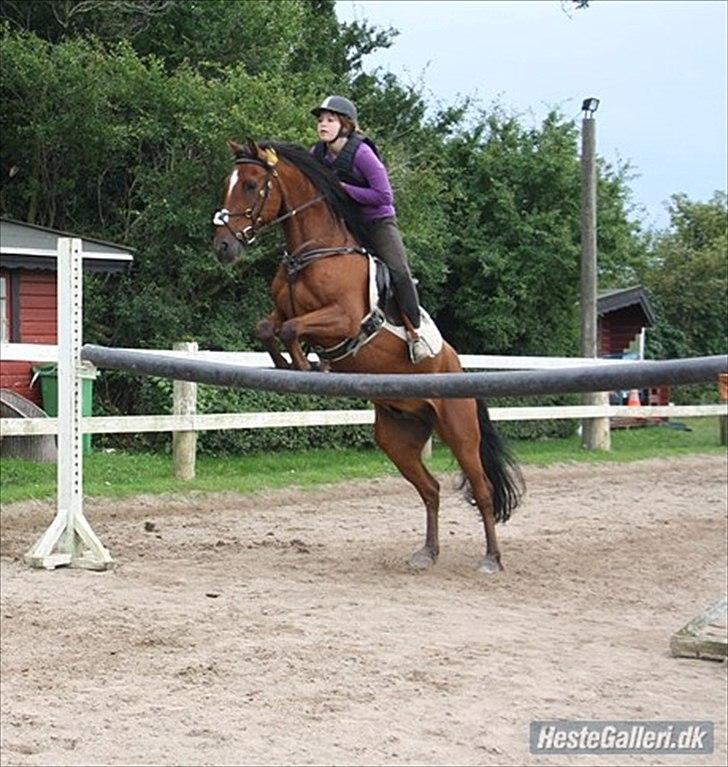 Welsh Cob (sec D) Rambo. - fra 50 cm til 130 cm<3 vi er nået så langt skat, elsker dih(; Foto; Lærke og Simone billede 12