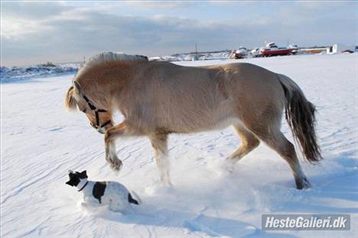 Fjordhest Klithusets Musse  - Velkommen<3 billede 1