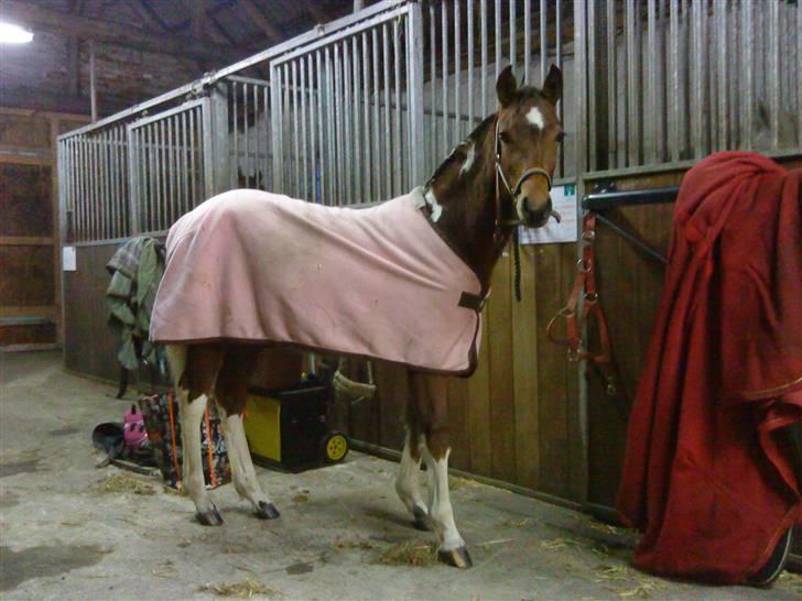 Pinto Spirits Liberty "Følle" billede 15