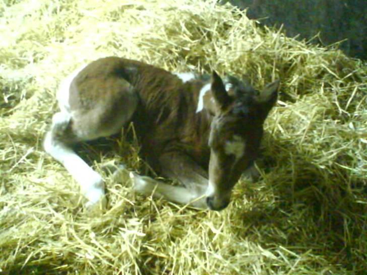 Pinto Spirits Liberty "Følle" - følle et døgn efter hun blev født<3 billede 16